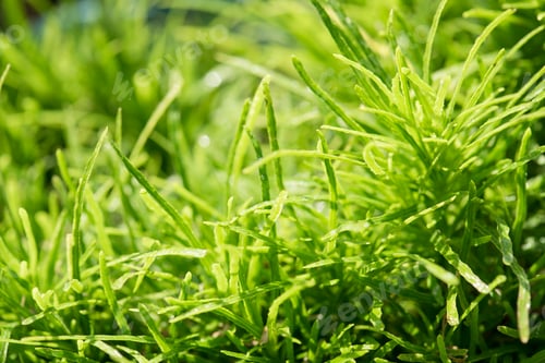 Preview: Closeup of grass field