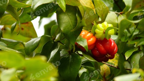 Preview: Closeup shot of blooming Surinamese cherries with a fresh tree foliage