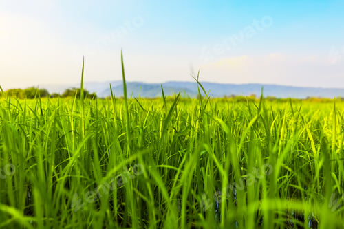 Preview: The rice fields are full, waiting to be harvested under blue sky. Farm, Agriculture concept.