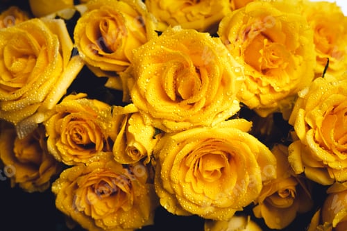 Preview: Yellow rose,Full frame shot of a bouquet of yellow roses