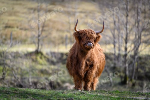 Preview: Golden highland cow (heiland coo) in Glen Nevis, Fort William, Scotland, UK