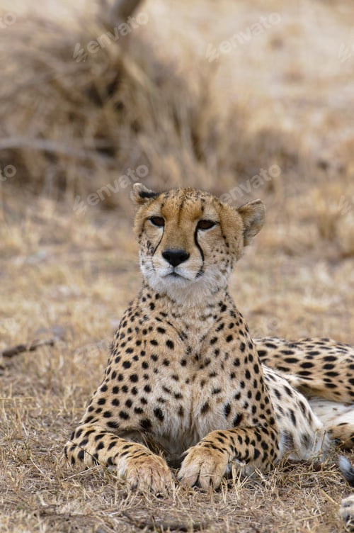 Vista previa: Cheetah (Acinonyx jubatus), Masai Mara, Kenya