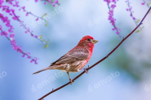 Preview: Purple finch (Haemorhous purpureus) bird perched on a twig with a lush green tree in the background