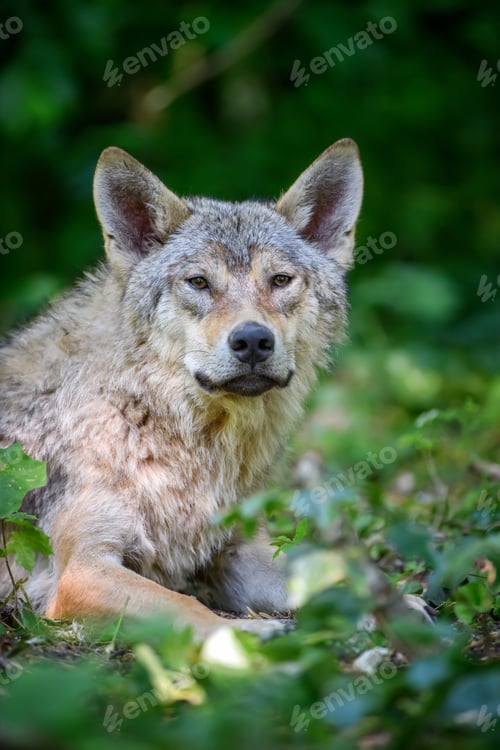 Preview: Wolf portrait in summer forest. Wildlife scene from nature
