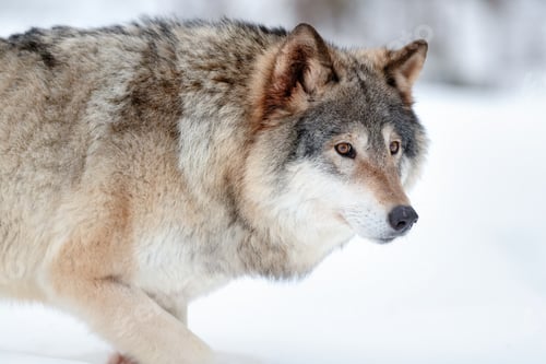 Preview: Alert grey wolf walking in winter forest