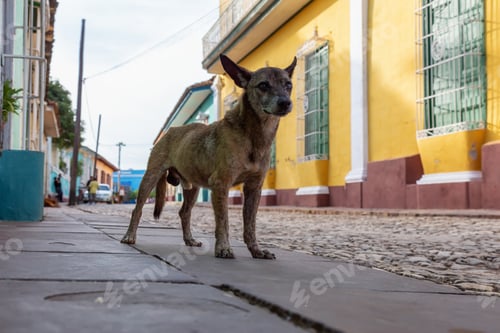 Preview: Poor, unwanted, homeless dog in the Streets of Old City of Trinidad, Cuba