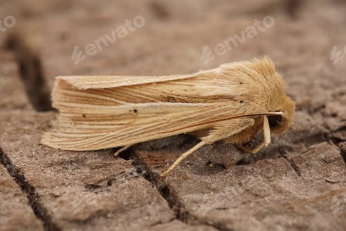 Preview: Closeup on the Smoky Wainscot owlet moth, Mythimna impura on a piece of wood