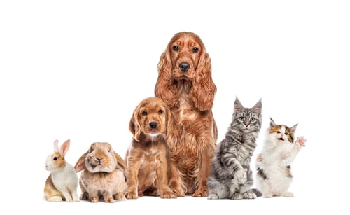 Preview: Pets group standing together including dogs cats rabbits