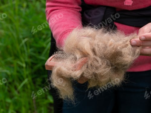 Preview: Long shedding dog's coat on comb for pets closeup outdoor. Excess seasonal canine hair loss care