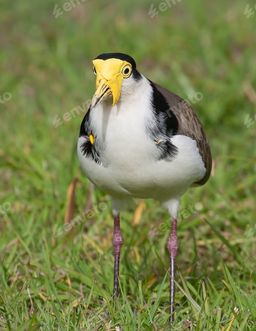 Preview: plover