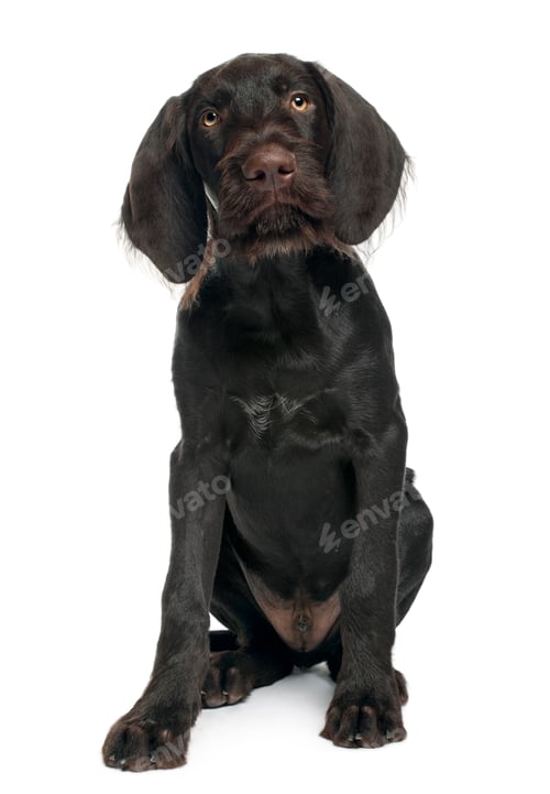 Preview: German shorthaired pointer puppy, 3 months old, sitting in front of white background