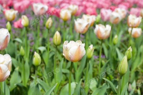 Preview: Beautiful tulip flower garden. The Expo 70 Commemorative Park, Osaka, Japan