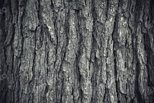 Preview: Texture of tree trunk