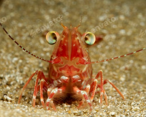Preview: Shrimp close-up Cyprus Sycionia carinata