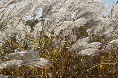 Preview: Amur Silver Grass (Miscanthus Sacchariflorus). Called Japanese Silver Grass Also