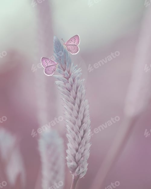 Preview: Pink Butterflies Sitting on a Flower