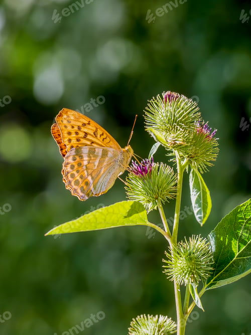 Preview: The silver-washed fritillary (Argynnis paphia) is a common and variable butterfly