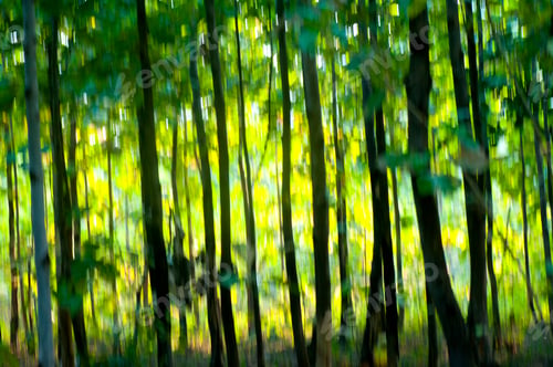 Preview: Abstract forest background, nature abstract background, forest blurred background.