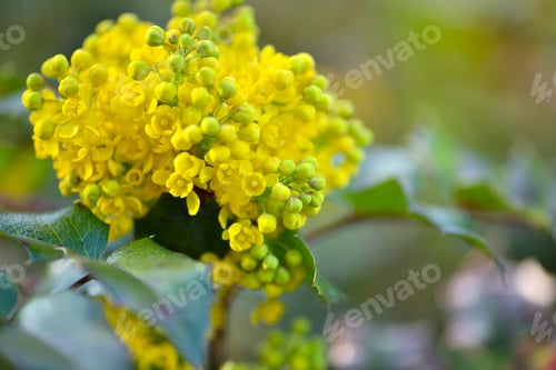 Preview: Beautiful yellow Ilex flowers (Ilex aquifolium) in spring against a bokeh background