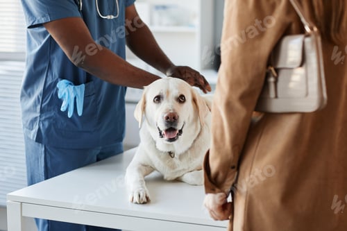 Preview: Domestic purebred labrador lying on medical table during examination