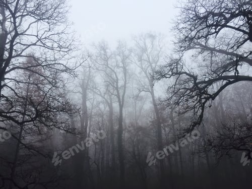 Preview: Bare trees in the forest surrounded by fog