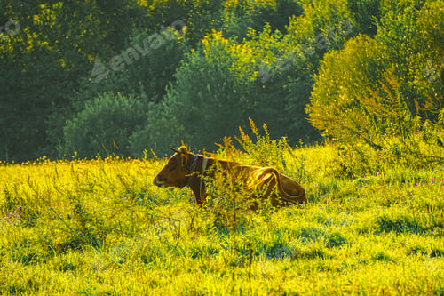 Preview: A brown cow lying on a green grass field