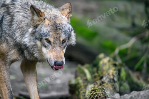 Preview: Gray wolf, Canis lupus, in the summer light, in the forest