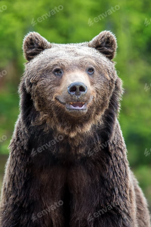 Preview: Brown bear (Ursus arctos) portrait in forest