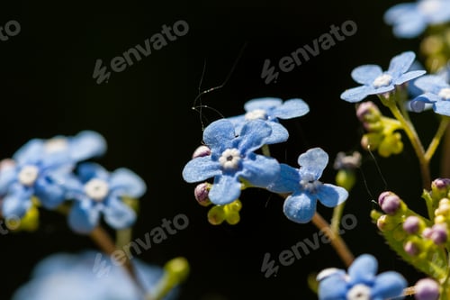 Preview: Flower forget-me-not