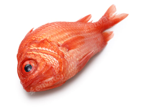 Preview: Japanese soldierfish, isometric view
