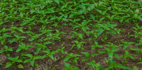 Preview: Pepper seedlings in a greenhouse. Selective focus.