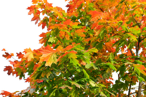 Preview: Bright branches of beautiful autumn maple tree