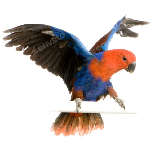 Preview: female Eclectus Parrot - Eclectus roratus
