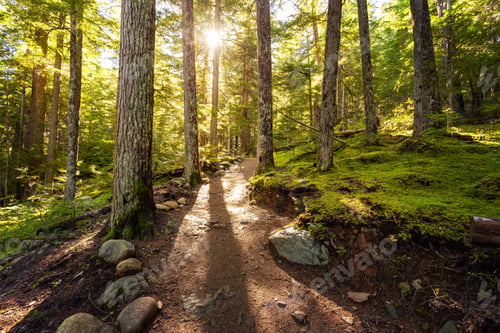 Preview: Scenic Trail surrounded by Trees on a Fall Evening
