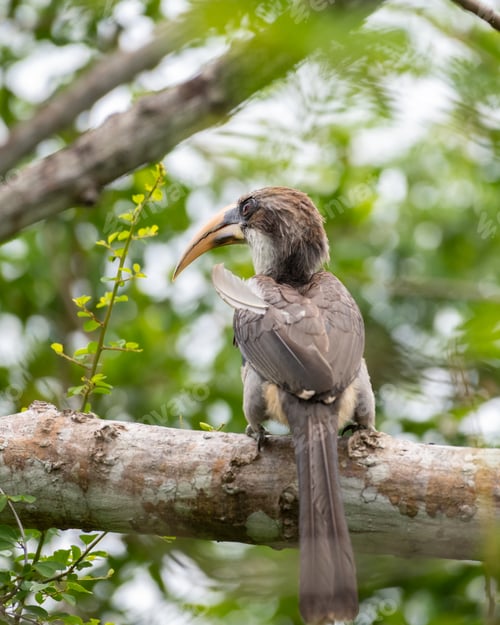 Preview: Beautiful Sri Lanka grey hornbill bird perch rear view photo,