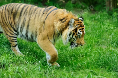 Preview: Tiger