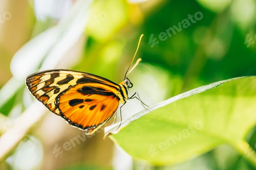 Preview: Butterfly-Heliconius ismenius butterfly on green leaf