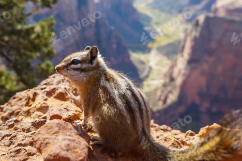 Preview: Chipmunk