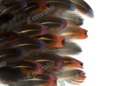 Preview: bird feather isolated on white background