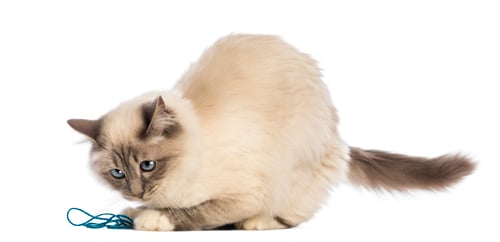 Preview: Birman playing with wool against white background