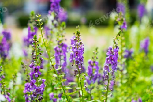 Preview: Salvia sage flower purple bloom