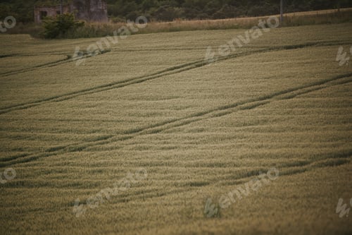 Preview: Wheat field in the countryside
