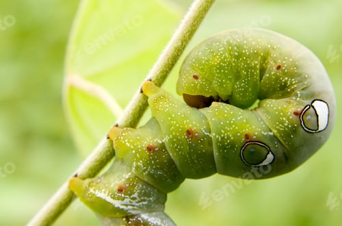 Preview: Caterpillar on green leaf