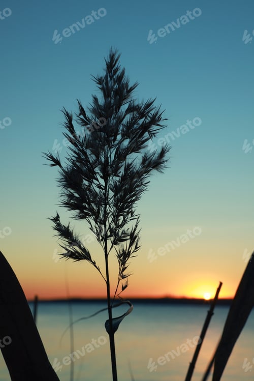 Preview: Beautiful reed near river at sunset, closeup