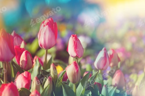 Preview: Tulip