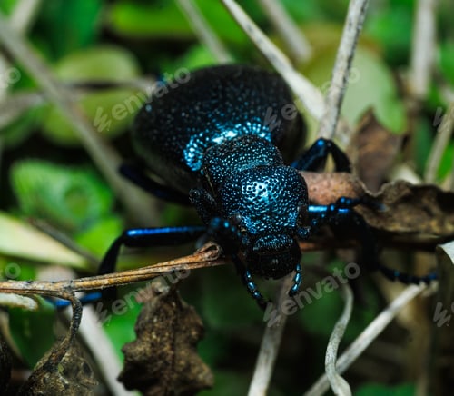 Preview: Close-up of a Black Oil Beetle in the woods during the day