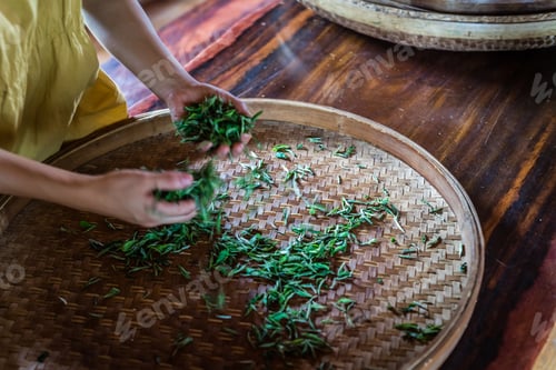 Preview: Shot of fresh tea leaves gathered from the plantation spread on around tray