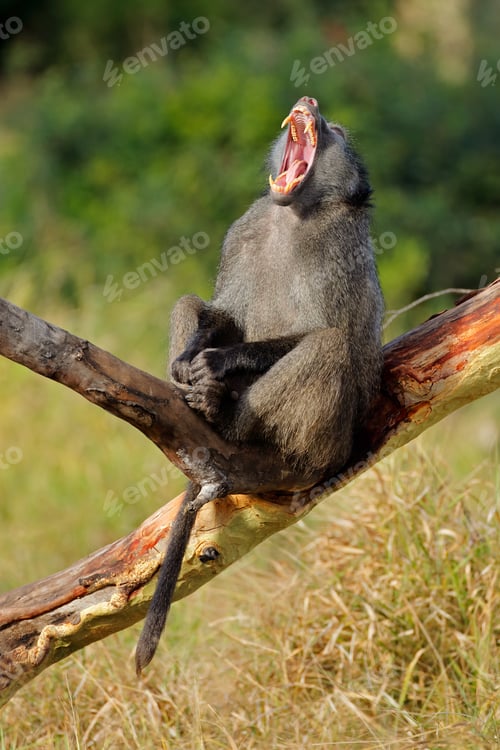 Preview: Male chacma baboon yawning