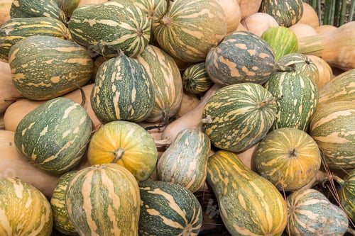 Preview: Closeup of pumpkins (Cucurbita argyrosperma) in a pile