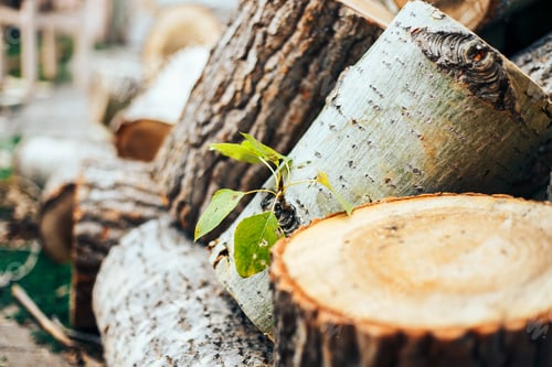 Preview: green leaves on a felled tree on a chock, nature protection